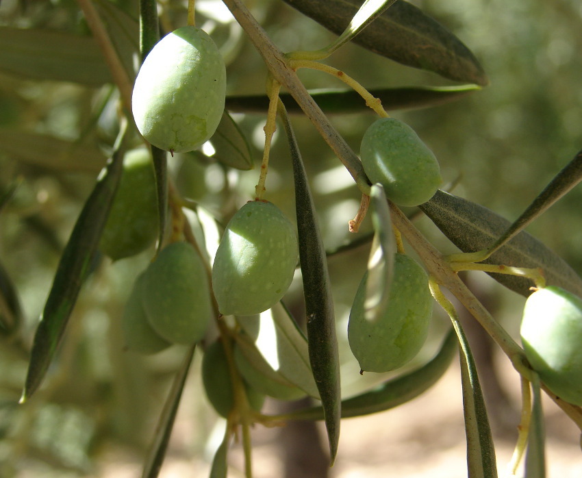 Ramoscello con olive