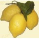 Limoni - Cassetta da 10 Kg