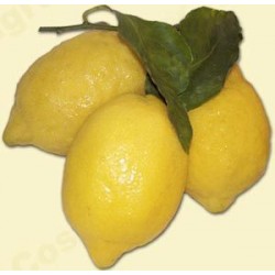 Limoni - Cassetta da 10 Kg