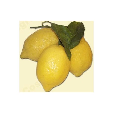 Limoni - Cassetta da 10 Kg