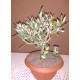 Olio Extravergine di Oliva in latta da 5L