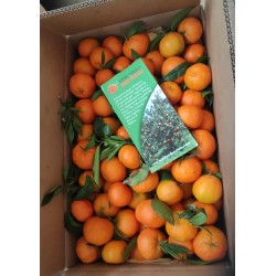 Mandarini Clementine, maxi (17 kg)