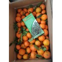 Mandarini Clementine, maxi (17 kg)