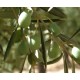 25 litri di Olio Extravergine di Oliva